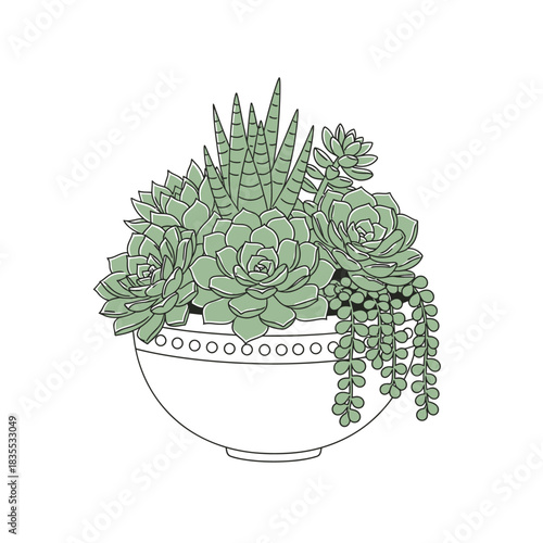 Delicate succulent arrangement in decorative pot, a simplistic botanical illustration, calming