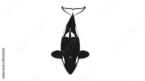 Overhead view of a black and white orca whale poised against a stark white background