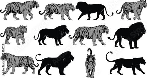 Collection of gray striped tigers and black lion silhouettes featuring big cats walking and standing isolated on white background vector.