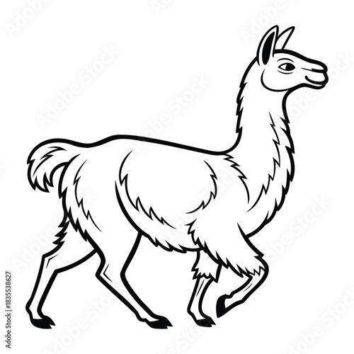 Line art illustration of a llama walking, isolated on a white background, clear outline. Vector