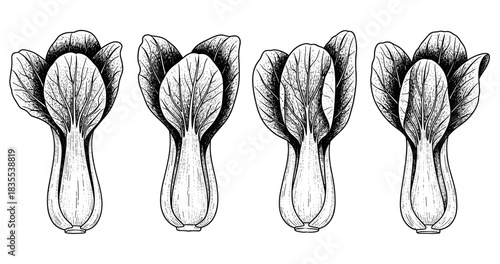 Vintage engraving of bok choy vegetables with detailed leaf patterns