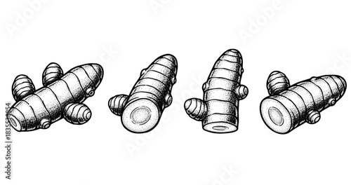 Hand-drawn ink illustration of turmeric rhizomes with texture in black and white