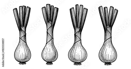 Vintage black and white leek illustrations with detailed line art