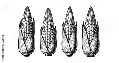 Vintage hand-drawn corn illustrations – four detailed sketches of ears of corn