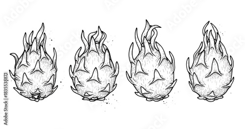 Hand-drawn dragon fruit sketches in black and white