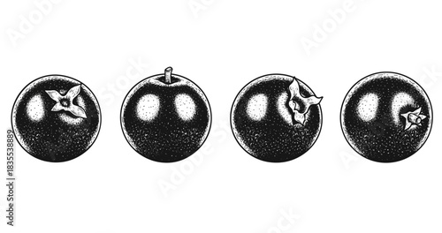 Vintage botanical illustration of four fruits with detailed engravings