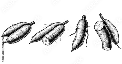 Hand-drawn black and white cassava roots variety in detailed sketch