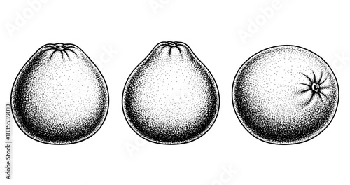 Hand-drawn black and white illustrations of three citrus fruits