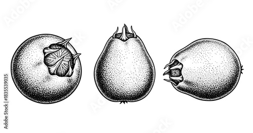 Detailed black and white illustration of whole pomegranates