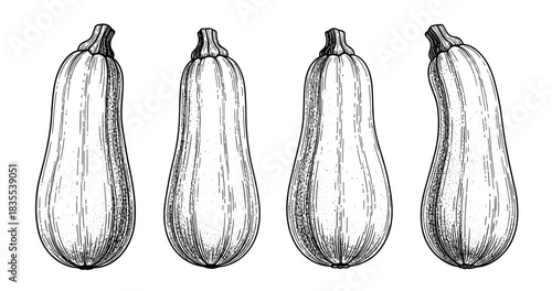 Vintage black and white engraving of zucchini vegetables in a row