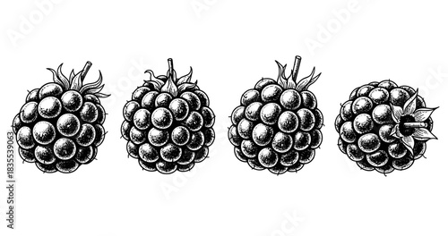 Detailed ink drawings of blackberries on white background