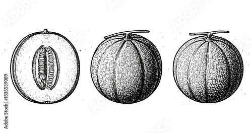 Hand-drawn cantaloupe illustrations in black and white, featuring whole and halved melons