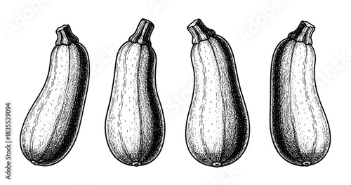Hand-drawn four zucchinis in black and white line art style