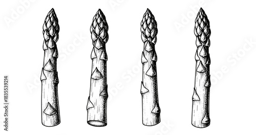 Detailed vintage sketch of asparagus spears in black and white
