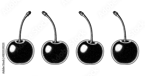 Four vintage cherry illustrations with stems in black and white