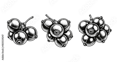 Detailed black and white ink drawings of currants on white background