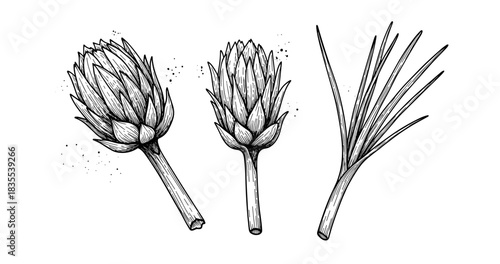 Hand-drawn botanical art: artichoke buds and chives in black and white