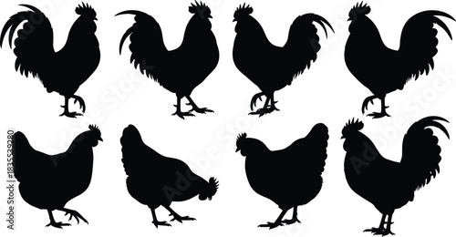 Set of black vector chicken silhouettes featuring rooster and hen poultry birds standing walking and pecking isolated on white background.