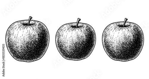 Hand-drawn illustration of three apples in black and white