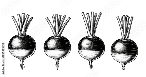 Vintage black and white illustration of turnips with leaves