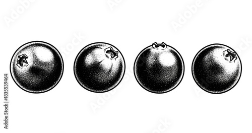 Detailed black and white engraving of four blueberries in a row