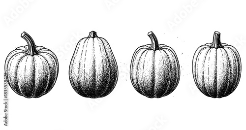 Set of four detailed black and white pumpkin illustrations