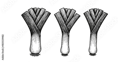 Vintage engraving of three leeks with detailed crosshatch style on white background
