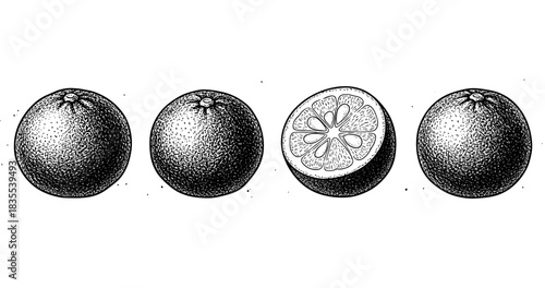 Vintage black and white orange illustrations with detailed cross-section