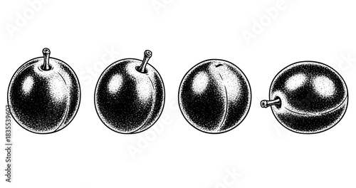 Black and white stippled illustration of four plums in a row