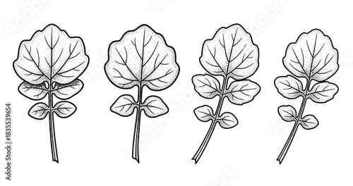Detailed black and white botanical illustration of four leafy plant stems