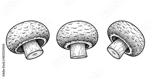 Detailed black and white sketches of three mushrooms with textured caps and stems