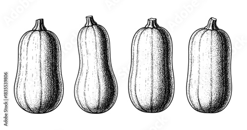 Hand-drawn butternut squash sketches on white background