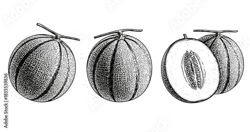 Detailed black and white illustration of whole and sliced cantaloupe melons