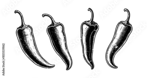 Vintage black and white illustrations of whole chili peppers on white background