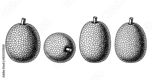 Detailed black and white line art of four breadfruit in different perspectives