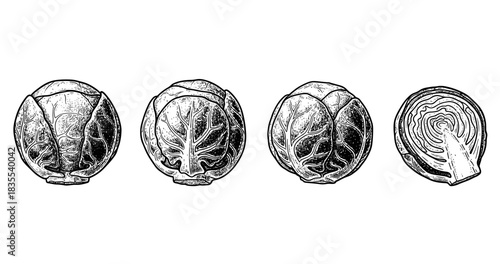Illustration of whole and sliced brussels sprouts in vintage style