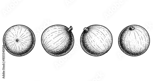 Hand-drawn vector illustration of four whole watermelons on white background