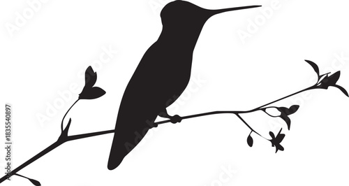 Silhouette of hummingbird with sitting on branch vector on white background