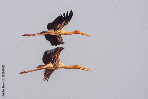 The painted stork (Mycteria leucocephala)