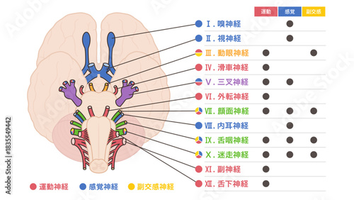 12脳神経を運動神経と感覚神経と副交感神経で色分けしたイラスト