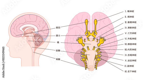 12脳神経と正中矢状断のイラスト