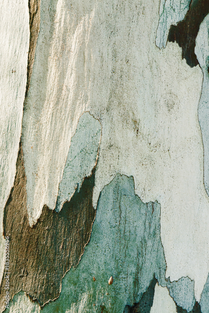 Naklejka premium Close up of natural tree bark texture organic, weathered layers of peeling wood in earthy tones. Macro photo nature design for backgrounds, eco concept, or textures in graphic design, colored spotted