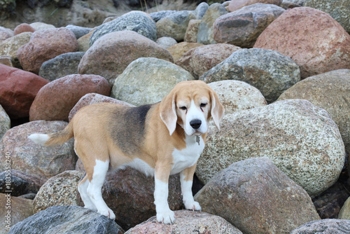 Beagle investigating rocky shoreline surroundings, Energetic dog inspecting rugged seaside environment, Alert beagle exploring colorful rocks by wet mossy shore