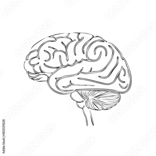 Medical illustration of a human brain with cerebral structures