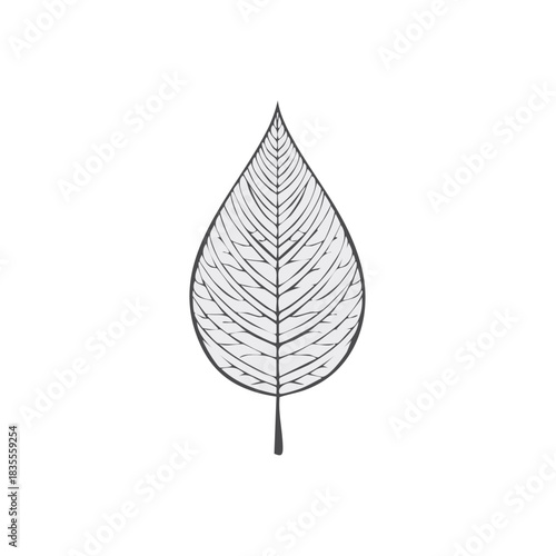 Delicate outline of a single leaf skeleton with fine veining detail