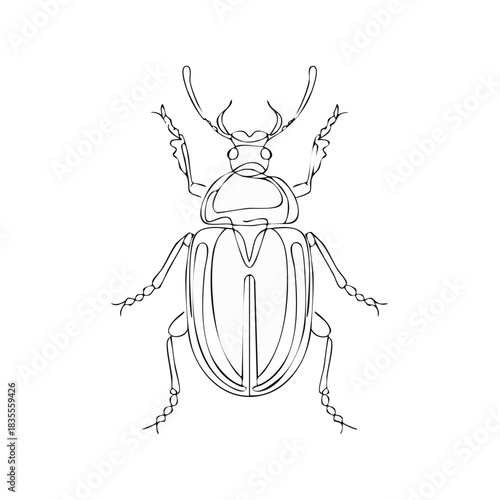 Line art illustration of a scarab beetle with intricate legs and antennae