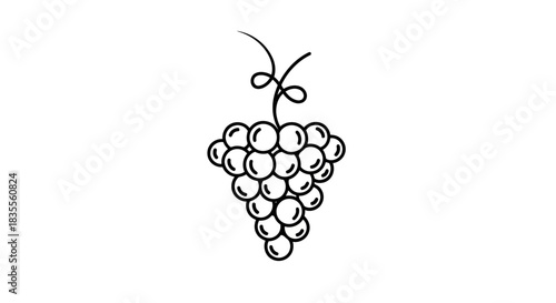 Simple black outline drawing of a fresh grape bunch with a tendril on a white background Vector
