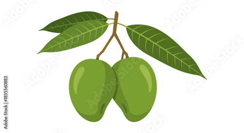 Two fresh green mangoes hanging from a branch with vibrant leaves, ready to ripen Vector
