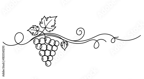 Decorative grape vine outline illustration with leaves and berries Vector