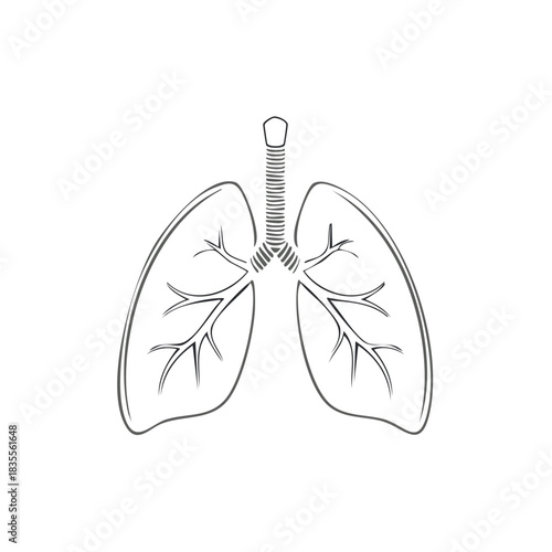 Human Lungs Outline Sketch: Respiratory System Anatomy for Medical Education